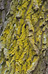Photo ofLemon lichen (Candelaria concolor). Photographer: 
