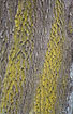 Yellow lichen on old Ashtree