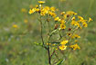 Close-up of flowering Common Ragwort