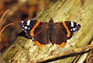 Shabby Red Admiral on the forest floor