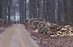 Piled wood in the forest before leafing