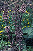 Single flowering Butterbur