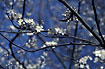 Photo ofCherry Plum (Prunus cerasifera). Photographer: 