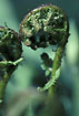 Crosier from unknown species of fern
