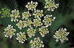Inflorescence of Hogweed