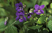 Flowering Common Dog-violet