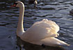 Mute swan in the winter sun