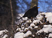 Blackbird in snow covered hedgerow