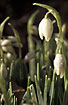 Photo ofSnowdrop (Galanthus nivalis). Photographer: 