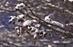 Old cones and catkins of Alder covered with snow