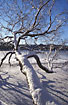 Old Downy Birch by the lake covered in snow