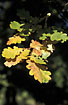 Sunlit autumn leaves of Pedunculate Oak