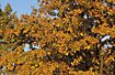 Pedunculate Oak in the autumn