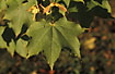 Leaves and fruits of Norway Maple