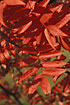 Red leaves of Rowan