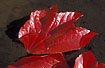 Autumn-leaves of Boston Ivy i a little stream