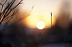 Winter sun i the beech hedgerow