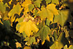 Autumn leaves and fruits of Norway Maple