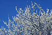 Flowering Cherry Plum seen against the blue spring skye
