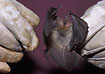 Nathusiuss pipistrelle in the hands