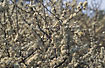 Photo ofBlackthorn, Sloe (Prunus spinosa). Photographer: 