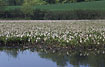 Pond with dense cover of flowering Bogbean
