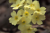 Close-up of the flowering Oxlip