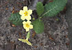 Photo ofPrimrose (Primula vulgaris). Photographer: 