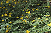 Photo ofYellow Anemone (Anemone ranunculoides). Photographer: 