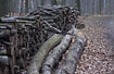 Stacked wood in the forest