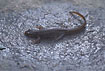 Common Newt on a wet stone