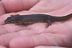 Common Newt in the hand of a child
