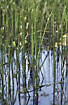 Row of Water Horsetail