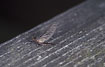 Subimago of the mayfly Leptophlebia marginata also called Claret Dun