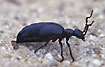 A beautiful Blister beetle