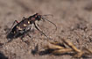 Tiger beetle on its thoes