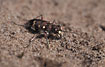 Tiger beetle on sand