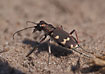 Tigerbeetle standing on its toes in the warm sand