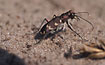 Tigerbeetle lifting to its thoes in the warm sand