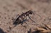 Tiger beetle in the sand