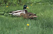 A couple of Mallards looking for Alderflies in the grass