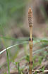 Photo ofField Horsetail (Equisetum arvense). Photographer: 