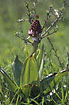 Foto af Stor Ggeurt (Orchis purpurea). Fotograf: 