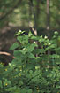 Photo ofGarlic Mustard, Jack-by-the-Hedge (Alliaria petiolata). Photographer: 
