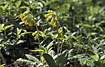 Photo ofCowslip (Primula veris). Photographer: 