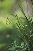 Foto af Skov-Star (Carex sylvatica). Fotograf: 