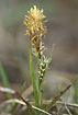 Foto af Vr-Star (Carex caryophyllea). Fotograf: 