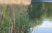 Photo ofTufted-sedge (Carex elata). Photographer: 