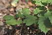 Photo ofBaneberry (Actaea spicata). Photographer: 