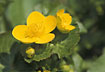 Close-up of flowering Marsh-Marigold